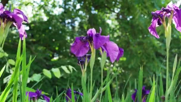 Fiori Iris Nel Giardino Estivo Giorno — Video Stock
