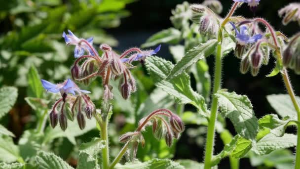 Borago Bloemen Zomertuin Overdag — Stockvideo