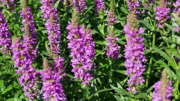 Lythrum Salicari Flores Jardín Verano Durante Día — Vídeos de Stock