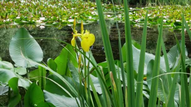 Gul Iris Blomma Sommarträdgården Dagtid — Stockvideo