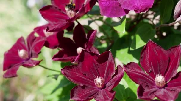 Yaz Bahçesinde Gündüz Vakti Mor Klematis Çiçekleri — Stok video