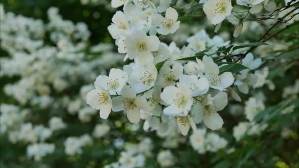 Flores Chalupus Jardim Verão Durante Dia — Vídeo de Stock