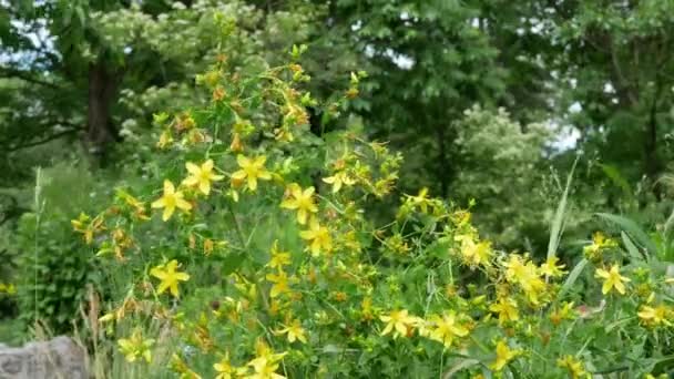 Hypericum Bloeit Overdag Zomertuin — Stockvideo