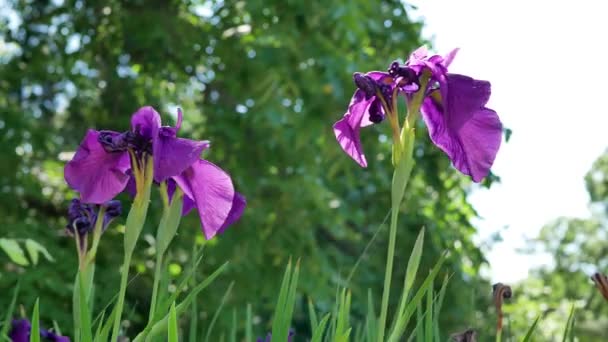 Iris Blommor Sommarträdgården Dagtid — Stockvideo