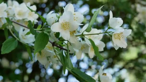 Flores Chalupus Jardim Verão Durante Dia — Vídeo de Stock