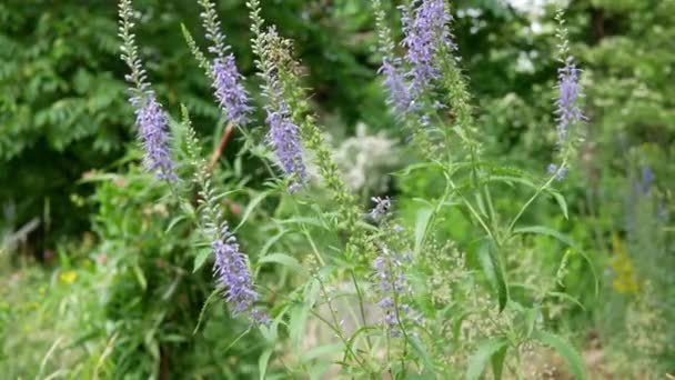 Veronica Spicata Λουλούδια Στον Καλοκαιρινό Κήπο Την Ημέρα — Αρχείο Βίντεο