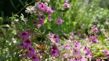 Bahçedeki şizanthus pinnatus çiçekleri