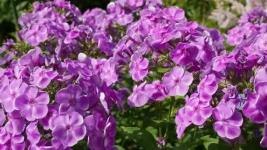 Plox çiçekleri, Phlox paniklemesi, canlı yaz çiçekleri.