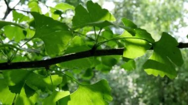 Ginkgo biloba yaprakları, bahçedeki tıbbi bitkilere yakın çekim 