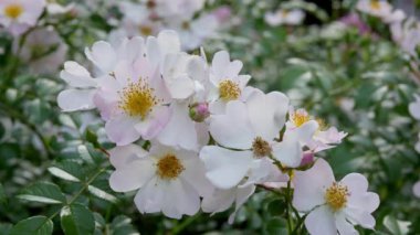 Bahçede güllük gülistanlık 