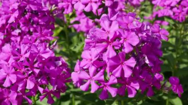 Plox çiçekleri, Phlox paniklemesi, canlı yaz çiçekleri.