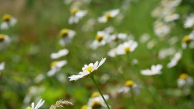 Papatya çiçeği. Doğal arka planda papatya çiçekleri. Bahçe konsepti