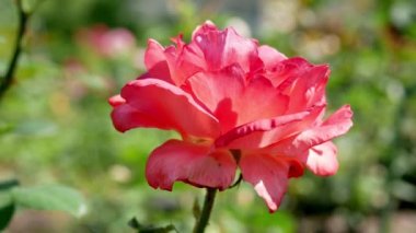 Bahçede kırmızı gül çiçeği. Kırmızı gül yakın plan..