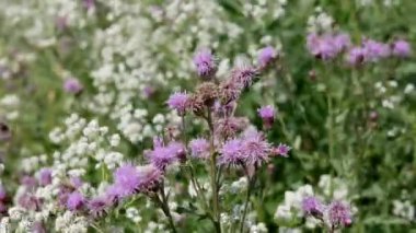 Origanum, keklikotu. Yazın, origanum vulgare çiçekleri. Bahçede tıbbi ve aromatik bitkiler var.