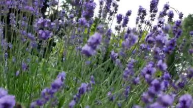 Bahçedeki Lavandula çiçekleri. Lavanta aromatik bir bitkidir, bal bitkisidir.