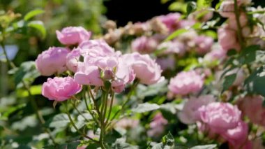 Bahçede pembe gül çiçekleri. Pembe güller yakın plan.
