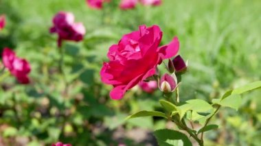 Bahçede kırmızı gül çiçeği. Kırmızı gül yakın plan..