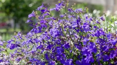 Lobelia çiçekleri gündüz vakti bahçede