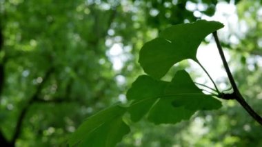 Ginkgo biloba yaprakları, bahçedeki tıbbi bitkilere yakın çekim 