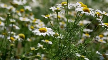 Papatya çiçeği. Doğal arka planda papatya çiçekleri. Bahçe konsepti