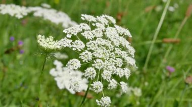 Bahçede güpegündüz Cnidium çiçekleri 