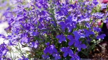 Lobelia çiçekleri gündüz vakti bahçede