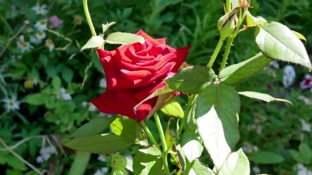 Rosa Roja Jardín Rosa Roja Primer Plano — Vídeo de stock