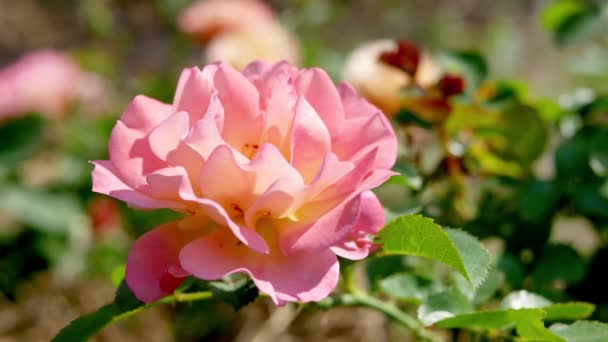 Pink Rose Flower Garden Pink Rose Close — Stock Video