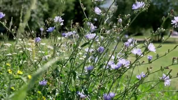 Cichorium Intybus Λουλούδια Στον Κήπο Την Ημέρα — Αρχείο Βίντεο
