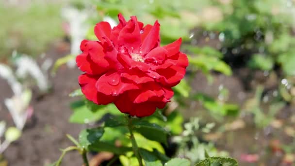 Bahçede Kırmızı Gül Çiçeği Kırmızı Gül Yakın Plan — Stok video