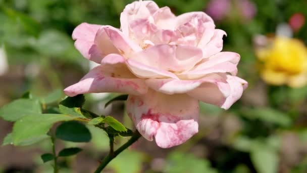 Rosa Rosenblomma Trädgården Rosa Ros Närbild — Stockvideo