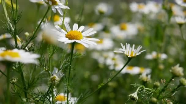 Camomille Fleurit Fleurs Marguerite Fond Naturel Concept Jardinage — Video