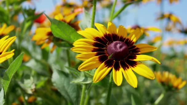 Rudbeckia Gündüz Vakti Bahçede Siyah Gözlü Susanin Çiçekleri — Stok video
