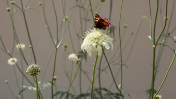 Borboleta Flores Amarelas Scabiosa Ochrolenca Jardim Verão — Vídeo de Stock