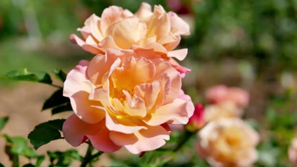 Flores Rosa Jardín Rosas Rosadas Primer Plano — Vídeos de Stock