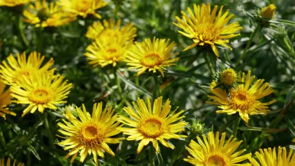 Κίτρινα Λουλούδια Της Ινούλας Ensifolia Στον Κήπο — Αρχείο Βίντεο