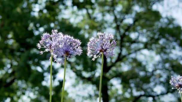 Allium Caeruleum Flores Allium Azul Jardim — Vídeo de Stock