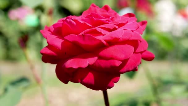 Rote Rosenblüte Garten Rote Rose Aus Nächster Nähe — Stockvideo