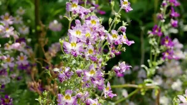 Schizanthus Pinnatus Fleurs Dans Jardin — Video