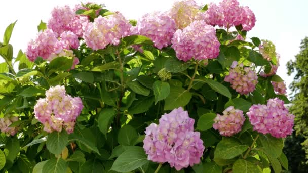 Vackra Blommande Hortensia Buske Hydrangea Eller Hortensia Blommor Blom Trädgården — Stockvideo