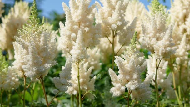 昼間は庭の白いアスティルバの花 — ストック動画