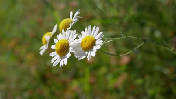 Camomille Fleurit Fleurs Marguerite Fond Naturel Concept Jardinage — Video