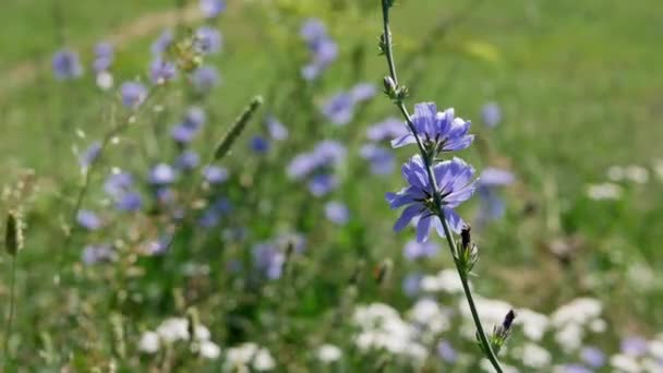 Cichorium Intybus Blommor Trädgården Dagtid — Stockvideo