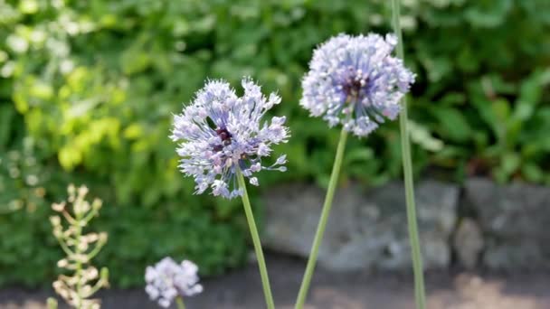 Allium Caeruleum Fleurs Allium Bleu Dans Jardin — Video