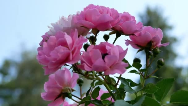 粉红色的玫瑰在花园里绽放 粉红玫瑰特写 — 图库视频影像