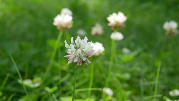 Fleurs Trèfle Dans Jardin Jour — Video