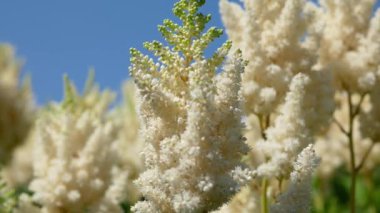 Gündüz vakti bahçede beyaz astilba çiçekleri 