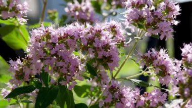 Bahçedeki Origanum çiçekleri gündüz vakti 