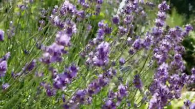 Bahçedeki Lavandula çiçekleri. Lavanta aromatik bir bitkidir, bal bitkisidir.