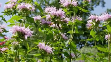 Monarda 'nın pembe çiçeği. Bahçede çiçek açan monarda